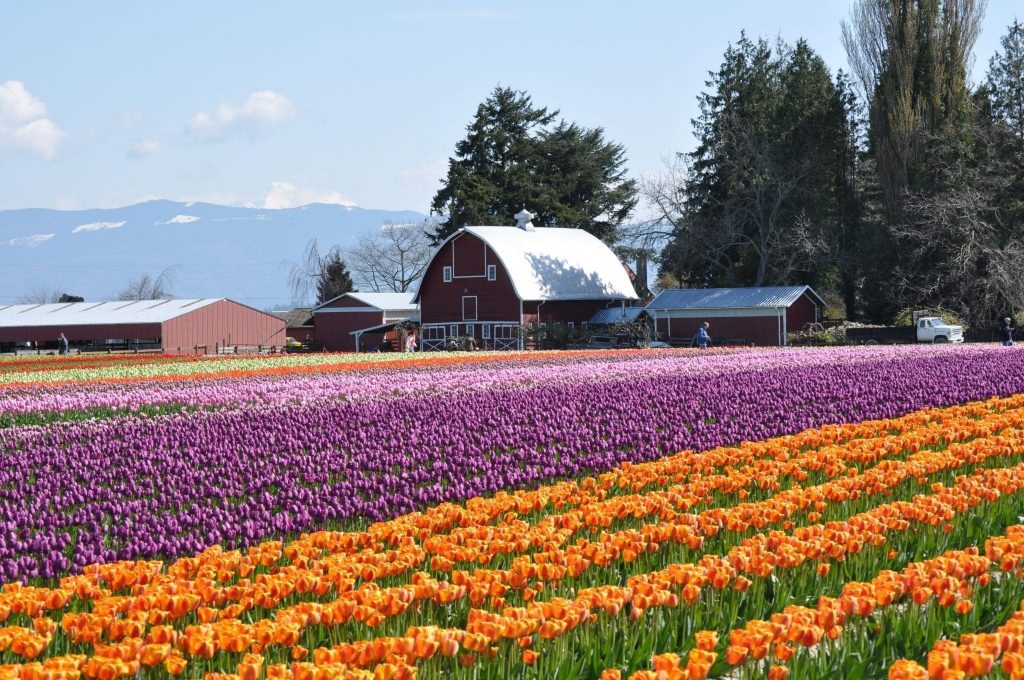 Tulip Rows