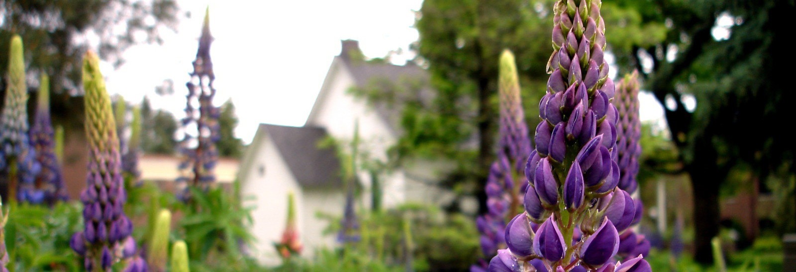 Flower with a house in the background