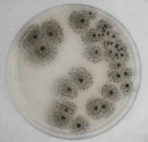 mold growing in a petri dish