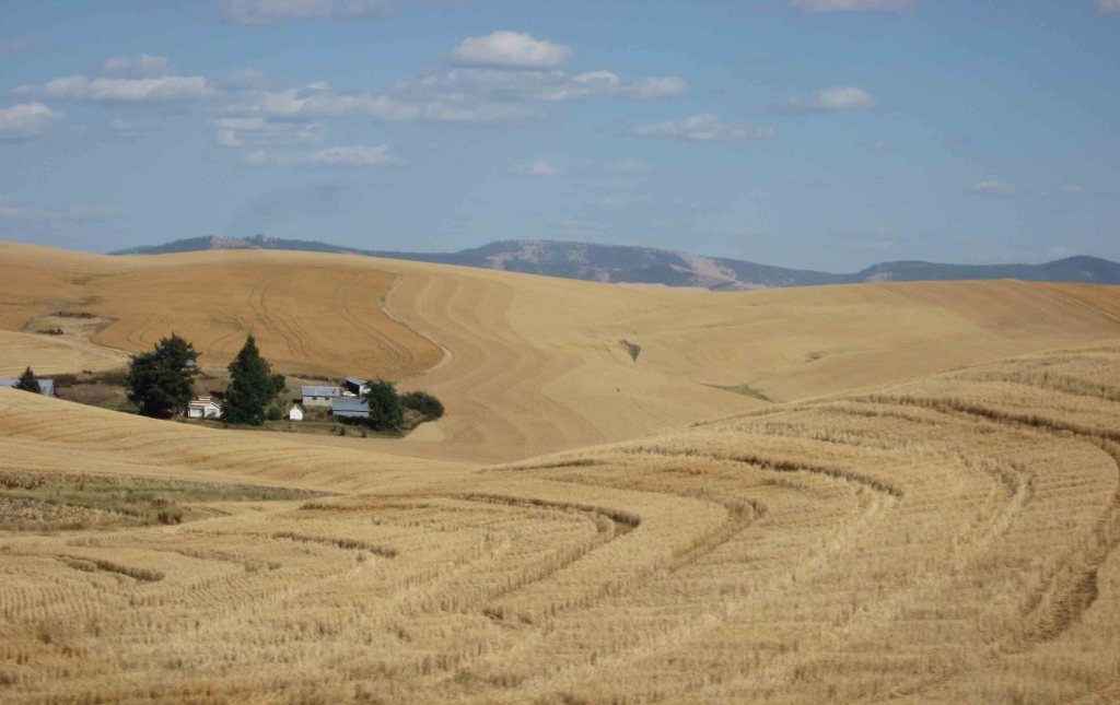 Eastern-Washington-Wheat-Farm