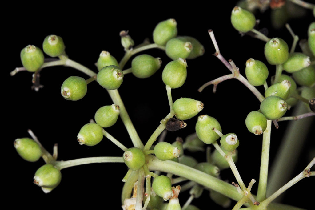 Flora of Eastern Washington Image: Juncus nevadensis
