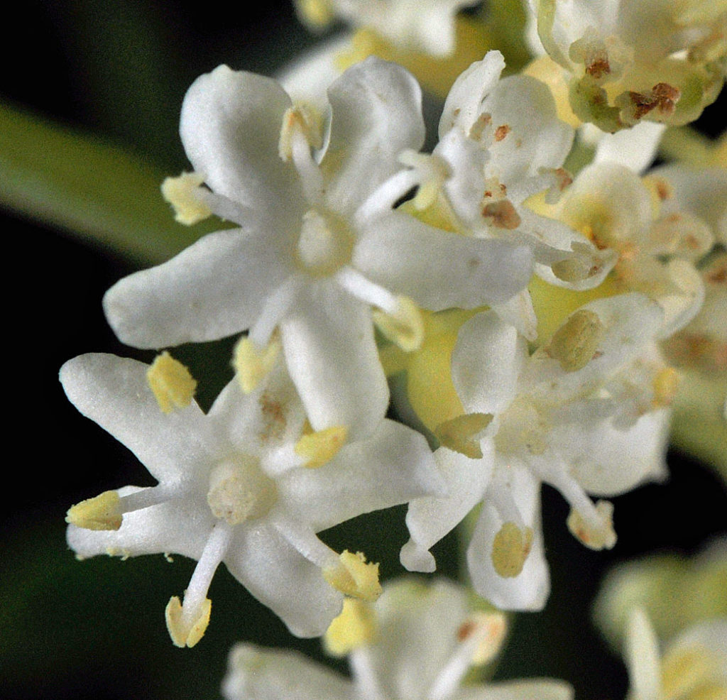 Flora of Eastern Washington Image: Vinca minor zoomed in on a white flower
