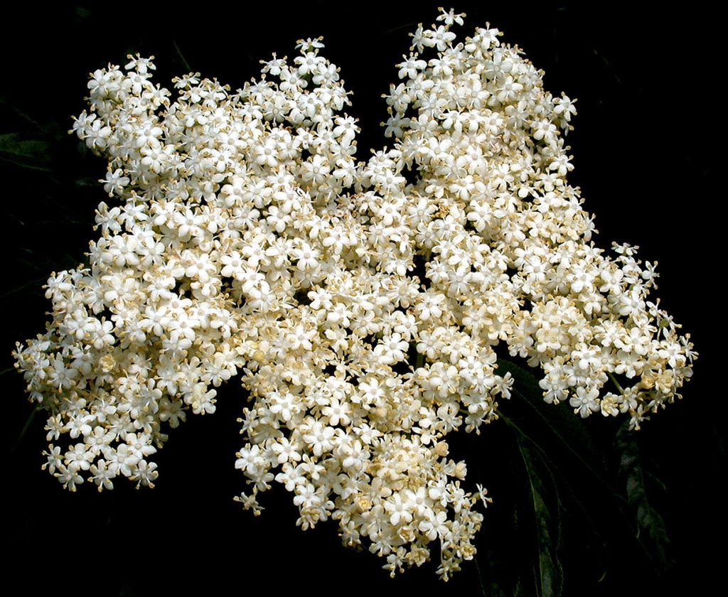 Flora of Eastern Washington Image: Vinca minor blooming white flowers