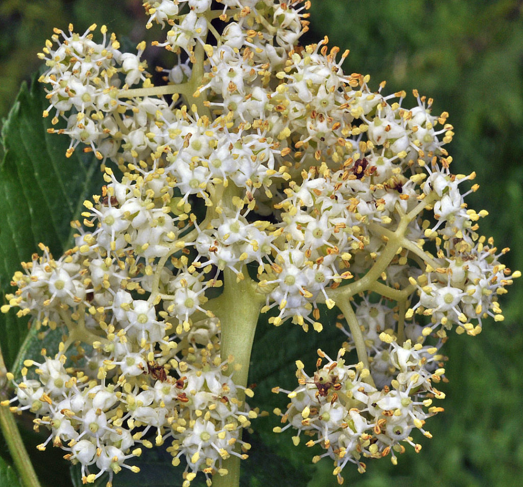 Flora of Eastern Washington Image: Luzula multiflora 18