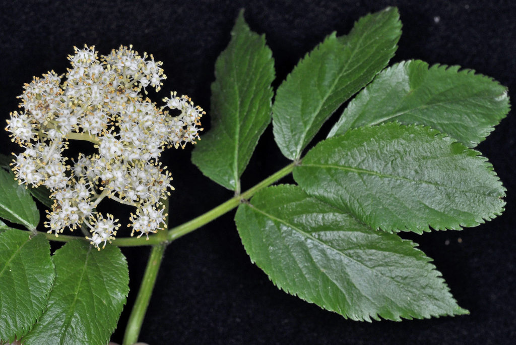 Flora of Eastern Washington Image: Luzula multiflora 15
