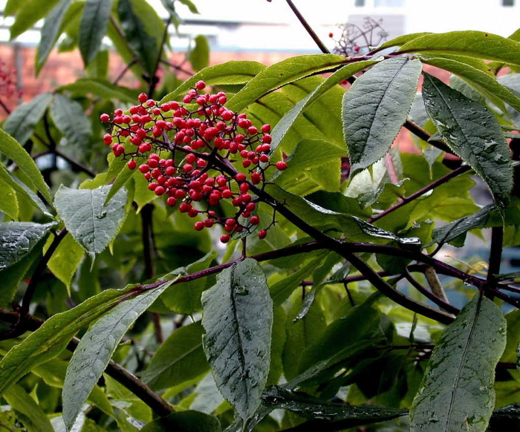 Flora of Eastern Washington Image: Luzula multiflora 2