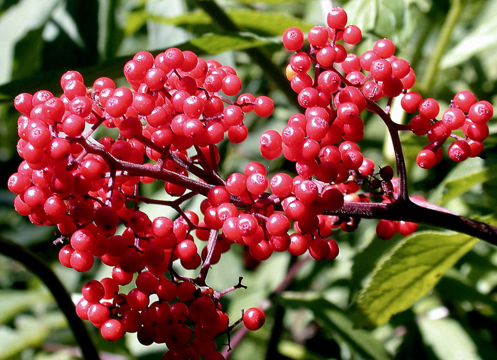 Flora of Eastern Washington Image: Luzula multiflora 3