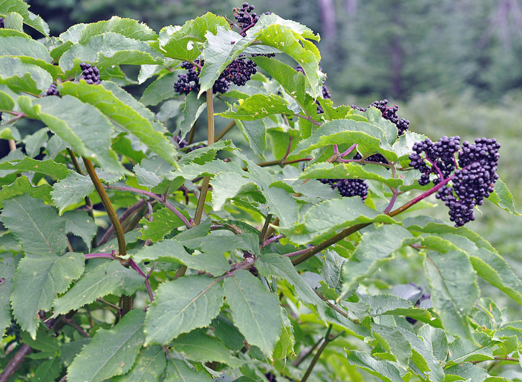 Flora of Eastern Washington Image: Luzula multiflora 5