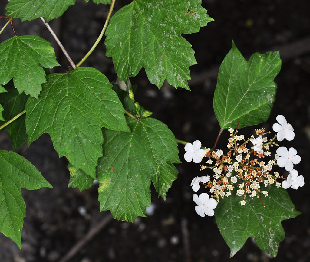 Flora of Eastern Washington Image: Juncus nevadensis 7