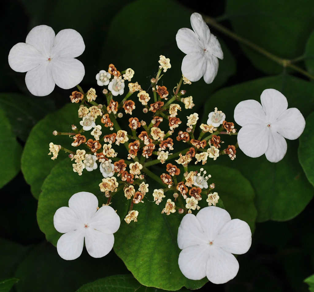 Flora of Eastern Washington Image: Juncus nevadensis 11
