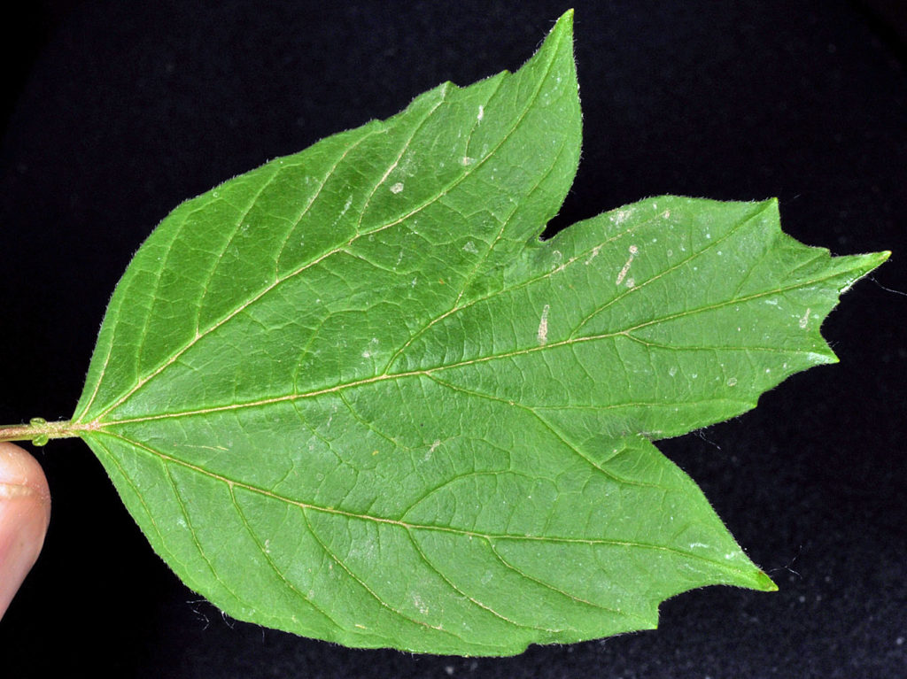 Flora of Eastern Washington Image: Juncus nevadensis 4