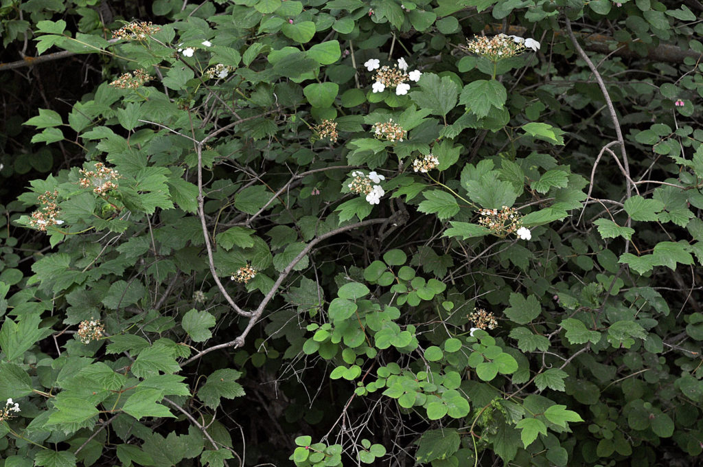 Flora of Eastern Washington Image: Juncus nevadensis 2
