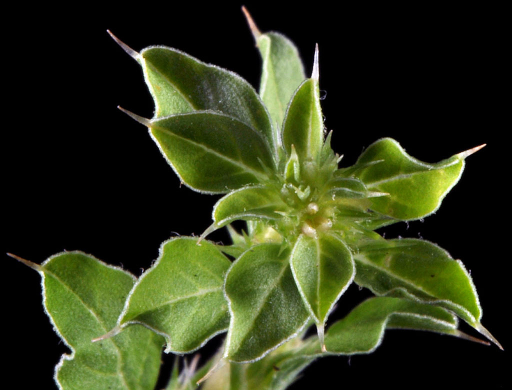 Flora of Eastern Washington Image: Amaranthus albus 11
