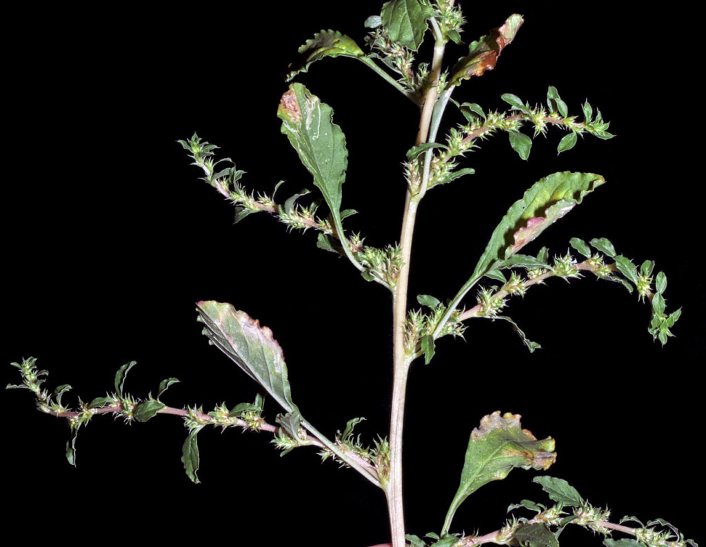 Flora of Eastern Washington Image: Amaranthus albus 8
