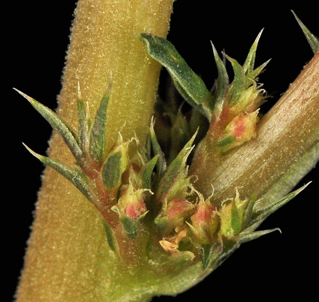 Flora of Eastern Washington Image: Amaranthus albus 20