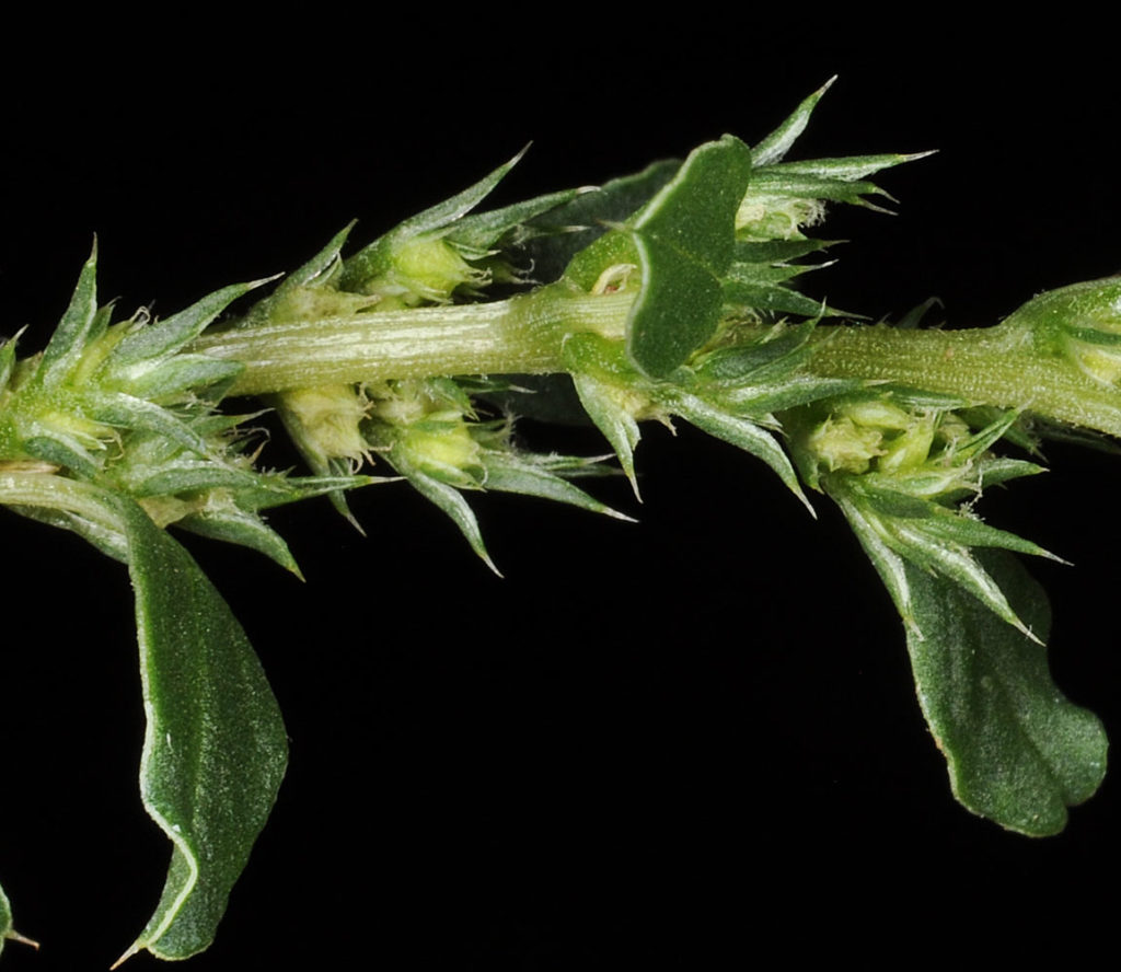 Flora of Eastern Washington Image: Amaranthus albus 21