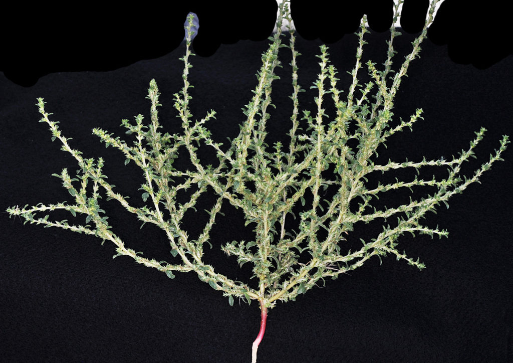 Flora of Eastern Washington Image: Amaranthus albus