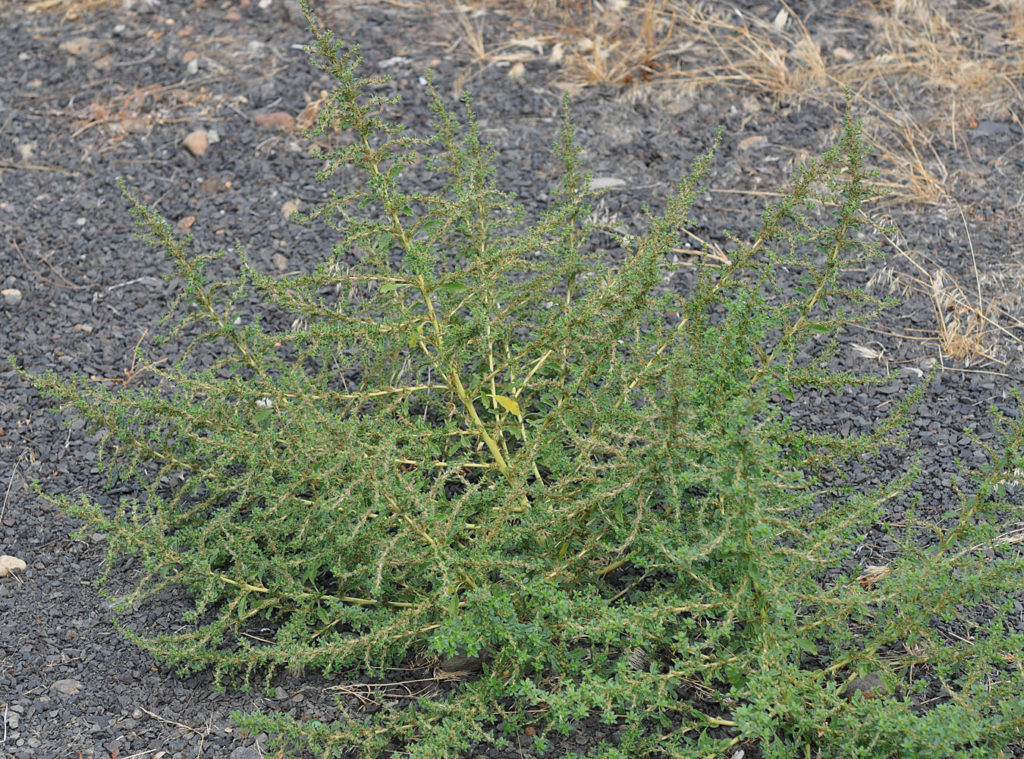 Flora of Eastern Washington Image: Amaranthus albus 14