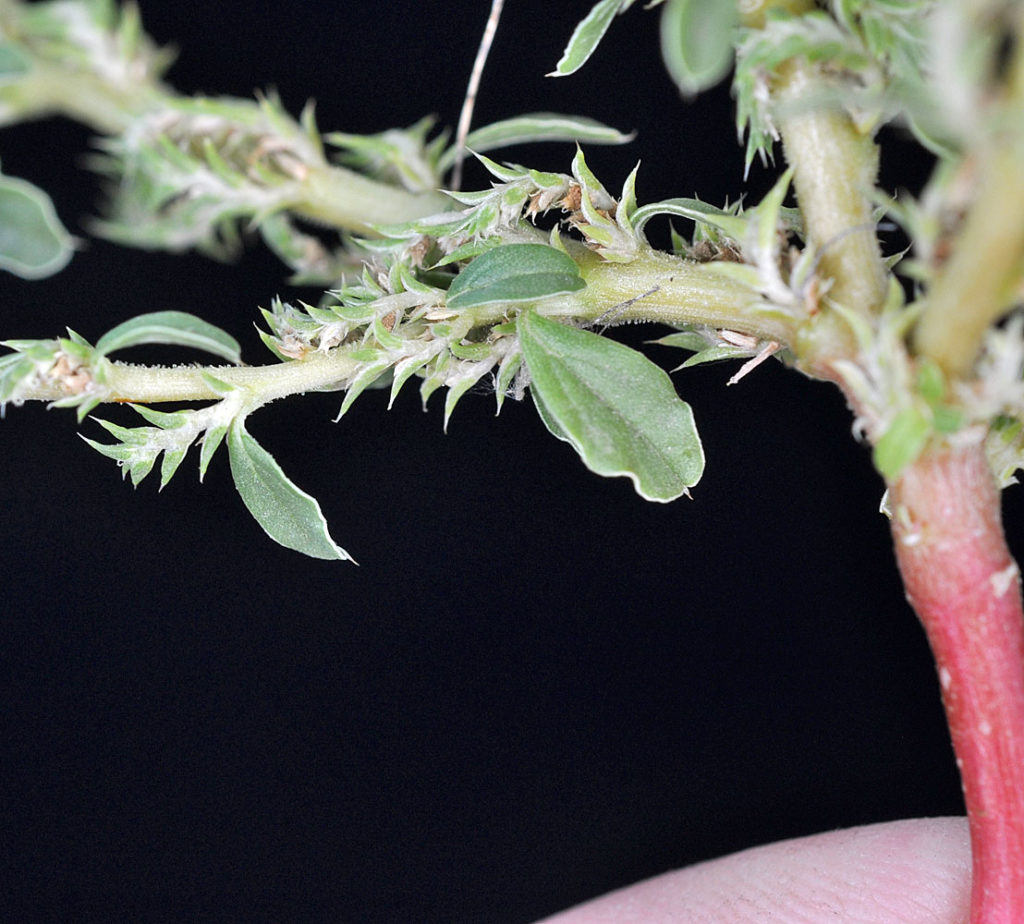 Flora of Eastern Washington Image: Amaranthus albus 5