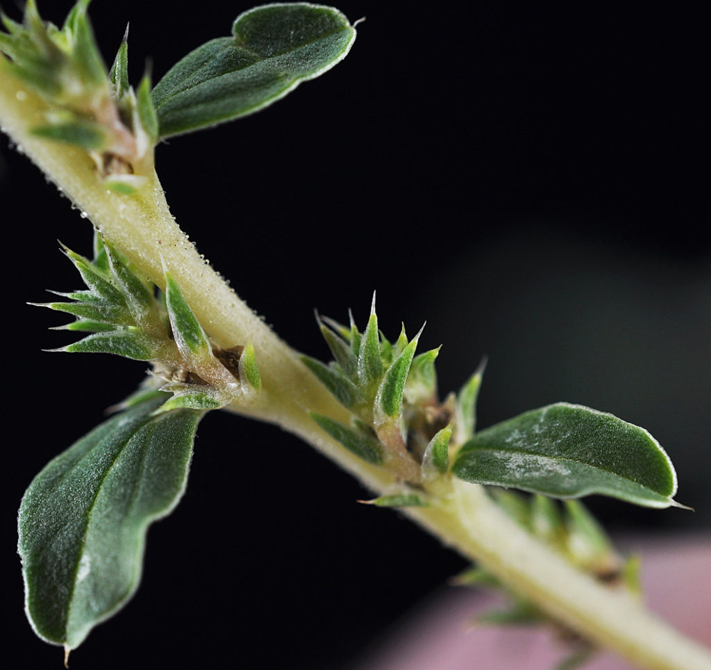 Flora of Eastern Washington Image: Amaranthus albus 4