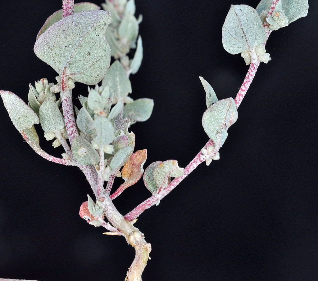 Flora of Eastern Washington Image: Atriplex truncata