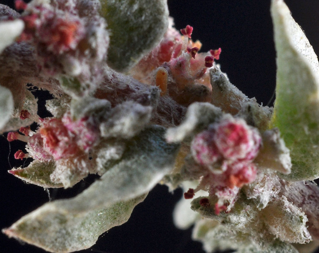 Flora of Eastern Washington Image: Atriplex truncata