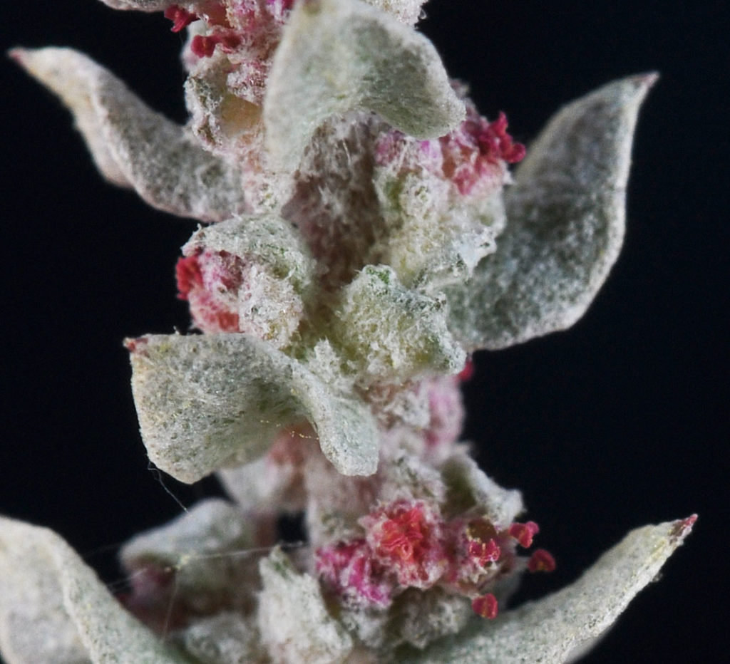 Flora of Eastern Washington Image: Atriplex truncata