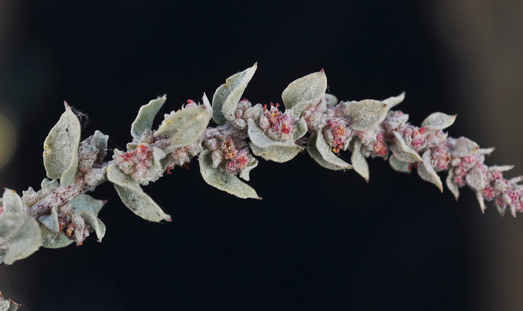 Flora of Eastern Washington Image: Atriplex truncata