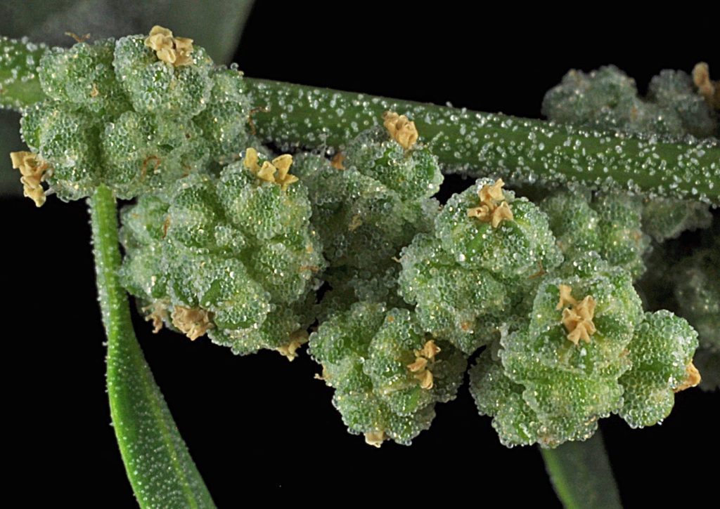 Flora of Eastern Washington Image: Chenopodium album 3