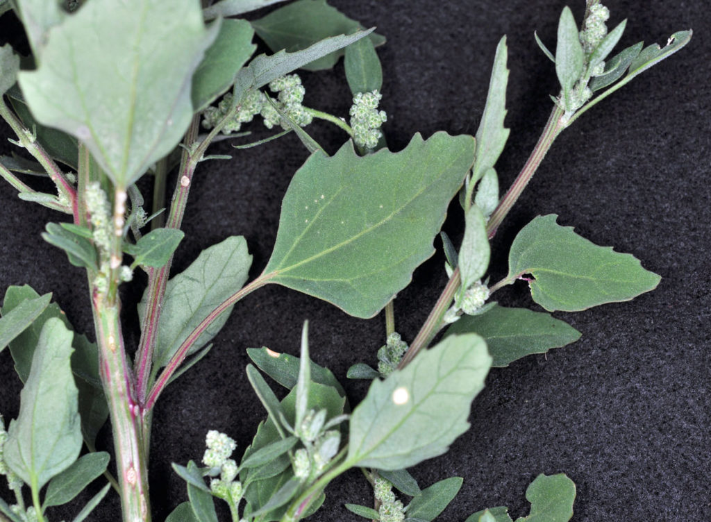 Flora of Eastern Washington Image: Chenopodium album 8