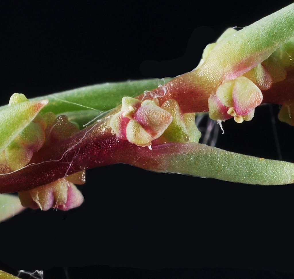 Flora of Eastern Washington Image: Suaeda calceoliformis