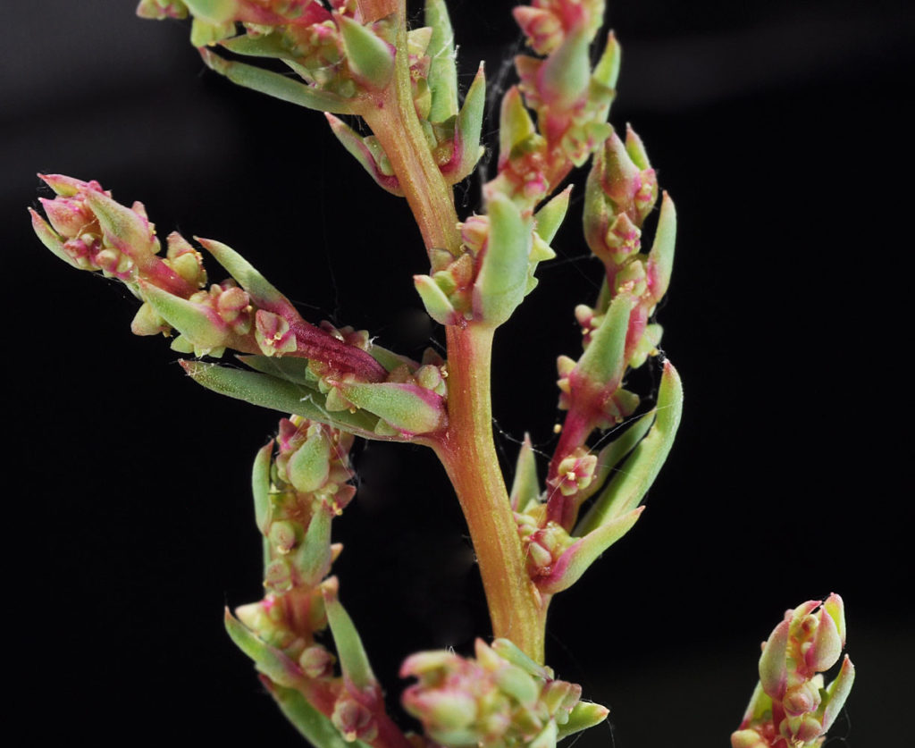 Flora of Eastern Washington Image: Suaeda calceoliformis