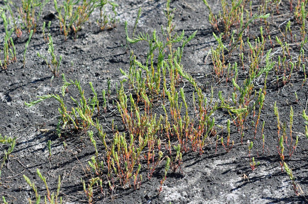 Flora of Eastern Washington Image: Suaeda calceoliformis