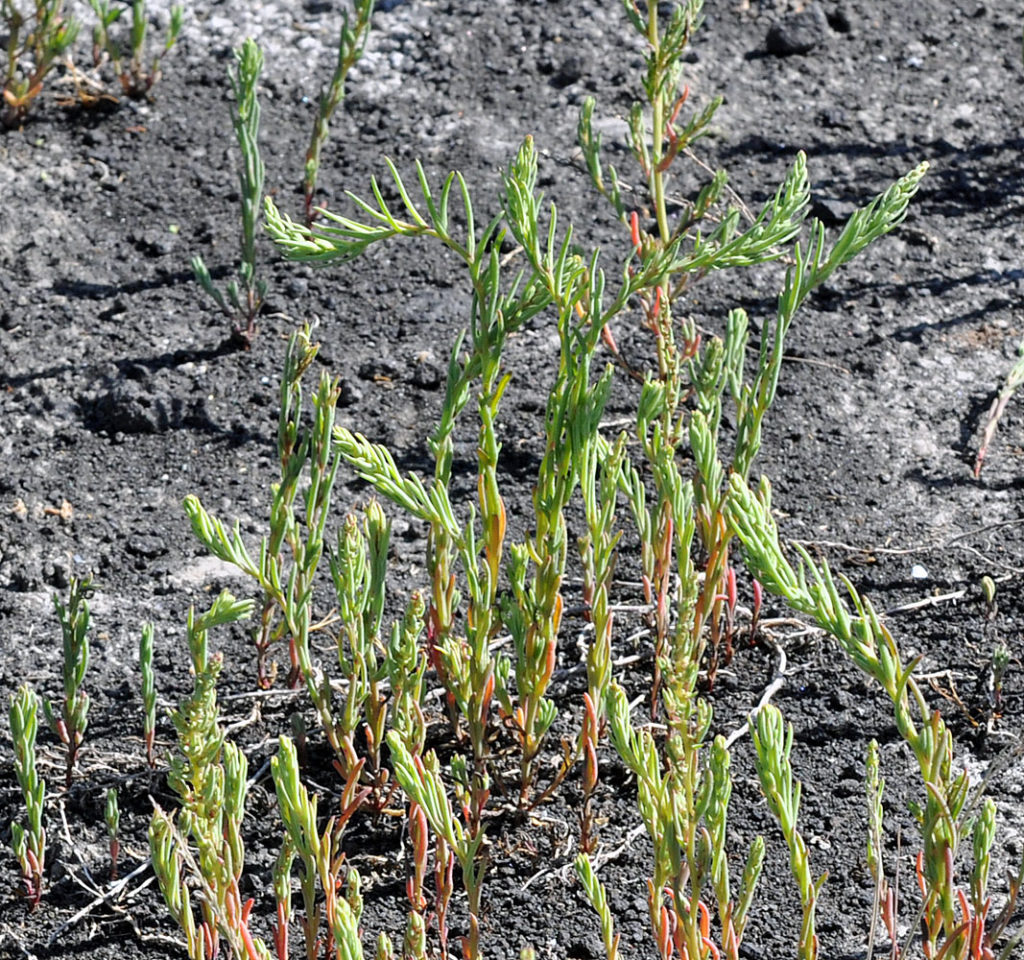 Flora of Eastern Washington Image: Suaeda calceoliformis