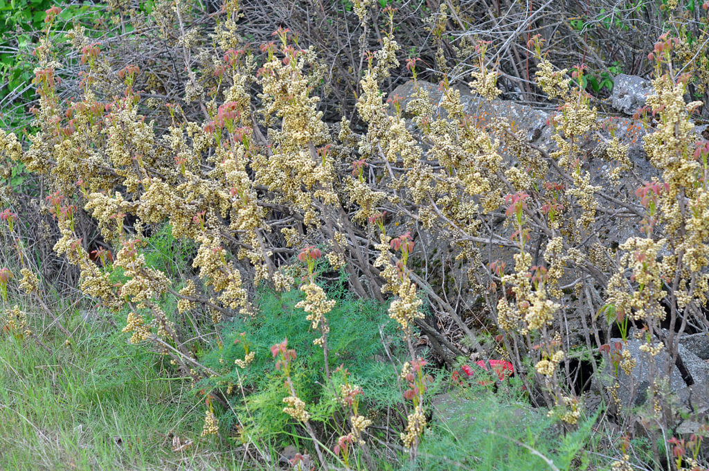 Flora of Eastern Washington Image: Toxicodendron radicans zoom out of many of the plants in nature