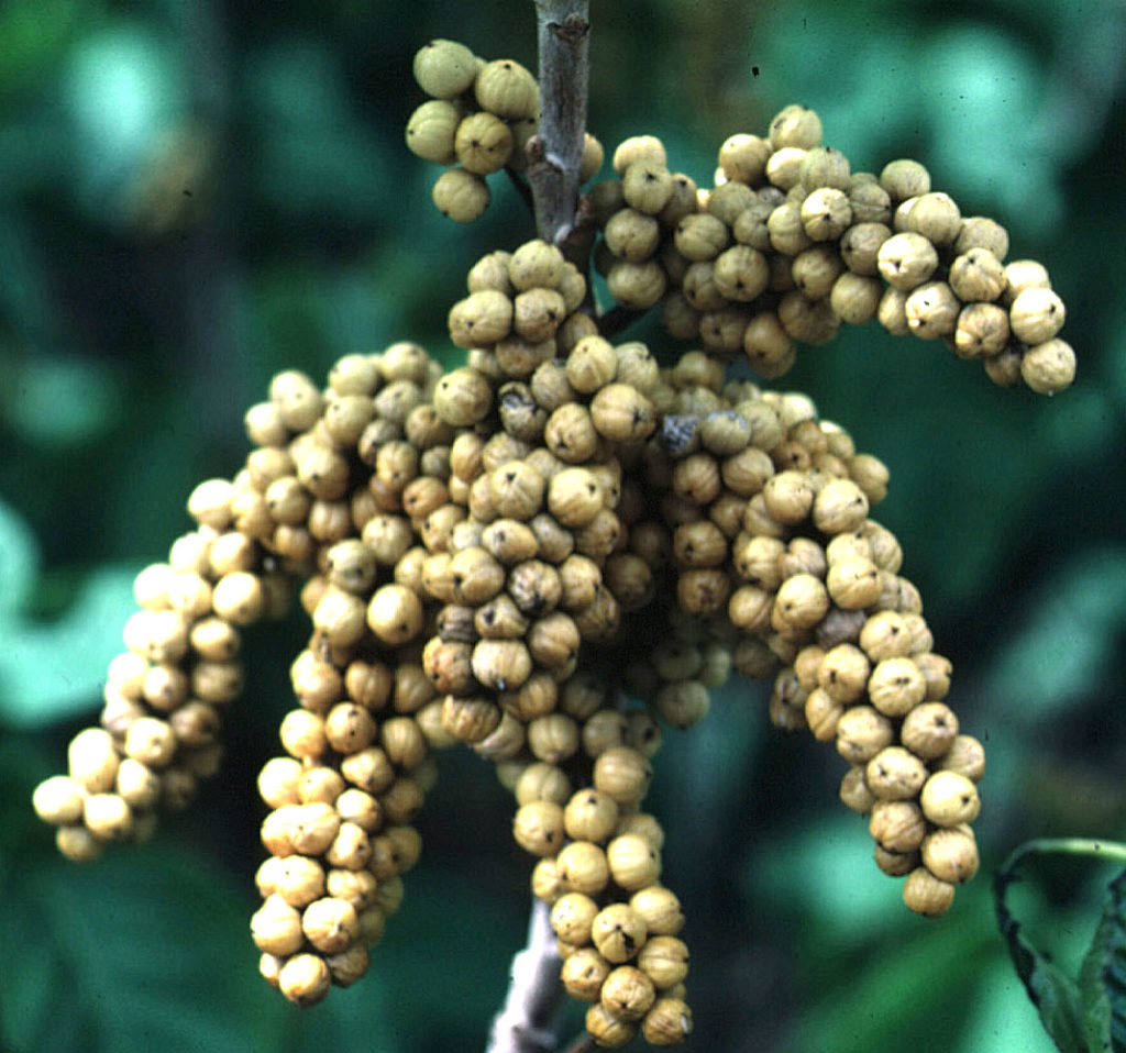 Flora of Eastern Washington Image: Toxicodendron radicans zoom in on many bulbs in nature
