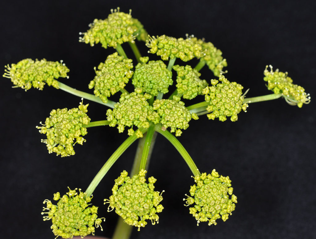 Flora of Eastern Washington Image: Lomatium multifidum 7