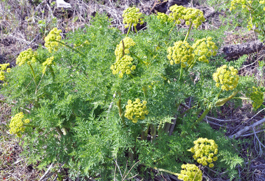 Flora of Eastern Washington Image: Lomatium multifidum 4