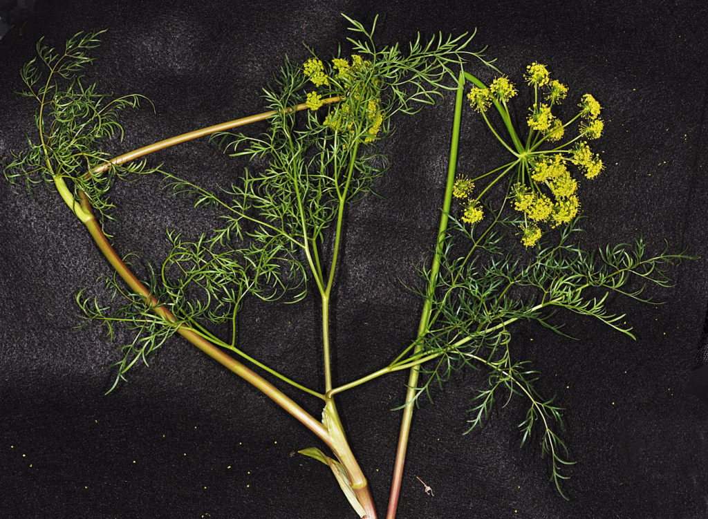 Flora of Eastern Washington Image: Lomatium multifidum 6