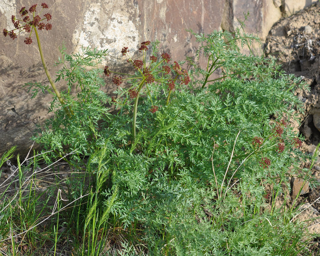 Flora of Eastern Washington Image: Lomatium dissectum 1