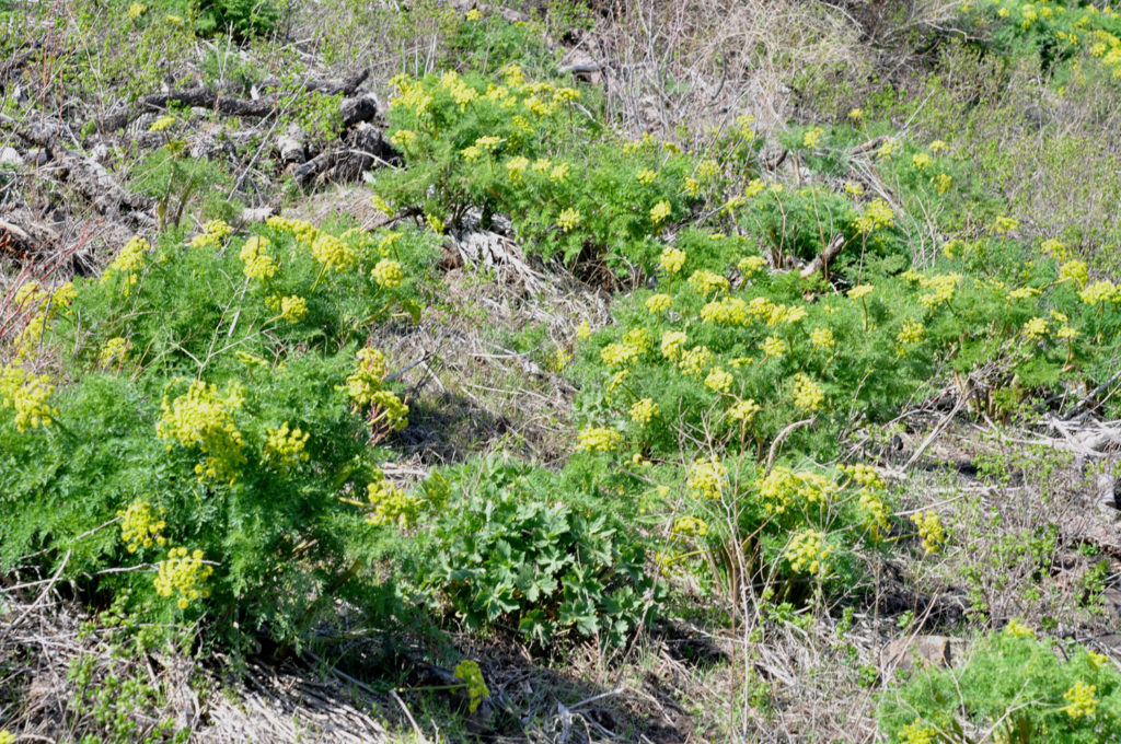 Flora of Eastern Washington Image: Lomatium multifidum
