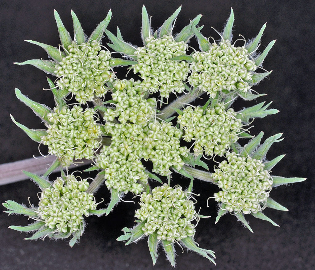 Flora of Eastern Washington Image: Lomatium macrocarpum 3