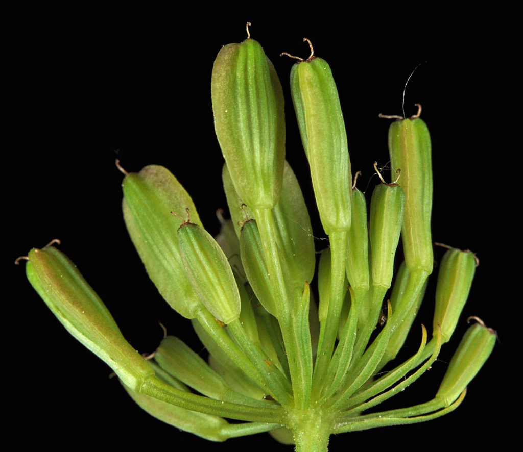 Flora of Eastern Washington Image: Lomatium triternatum 8