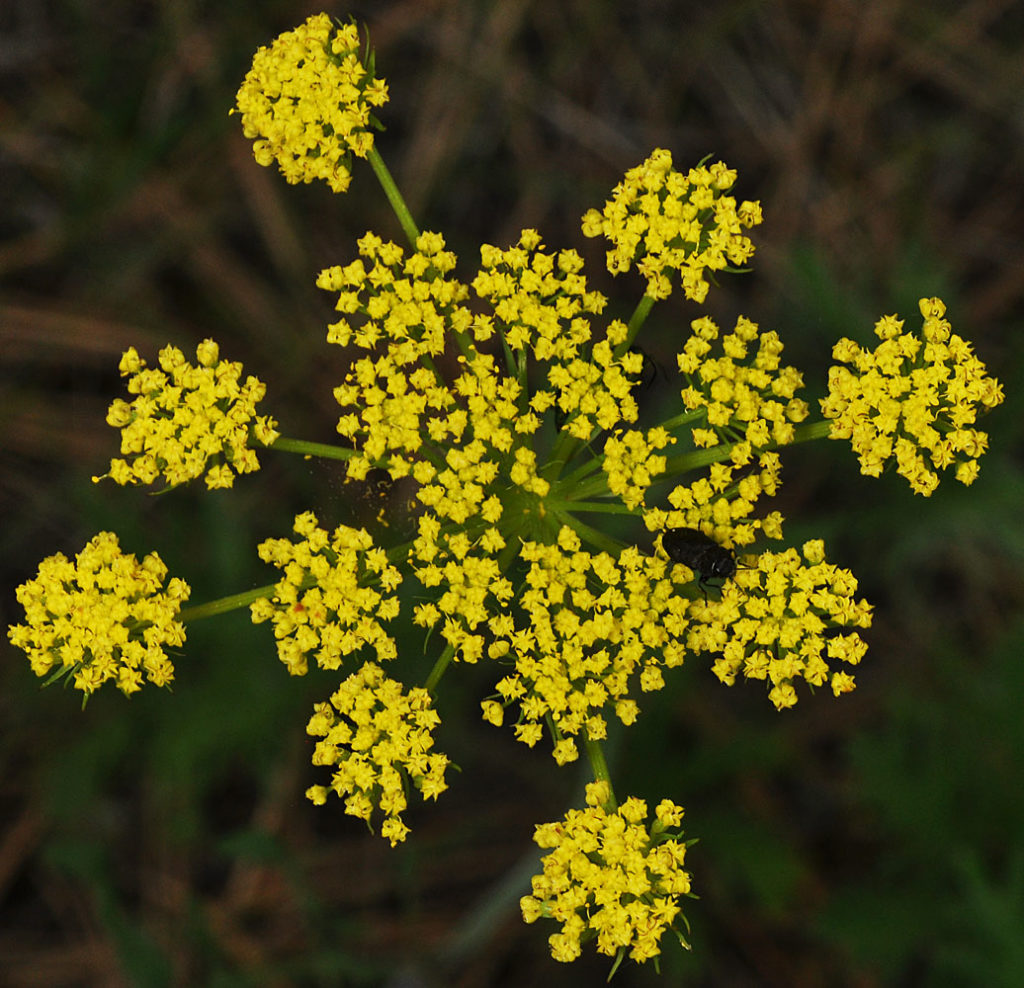 Flora of Eastern Washington Image: Lomatium triternatum 7