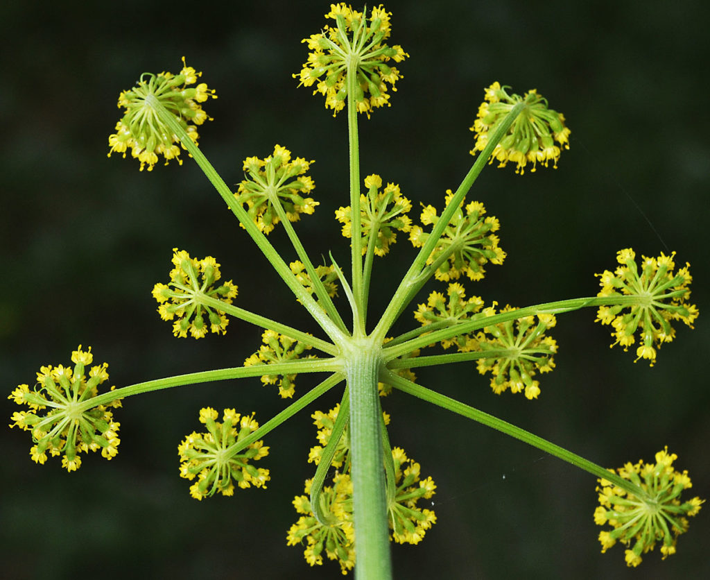 Flora of Eastern Washington Image: Lomatium triternatum 6