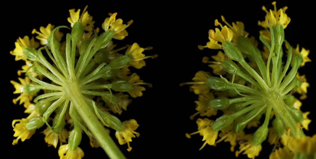 Flora of Eastern Washington Image: Lomatium triternatum 5