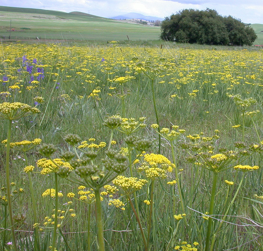 Flora of Eastern Washington Image: Lomatium triternatum 1