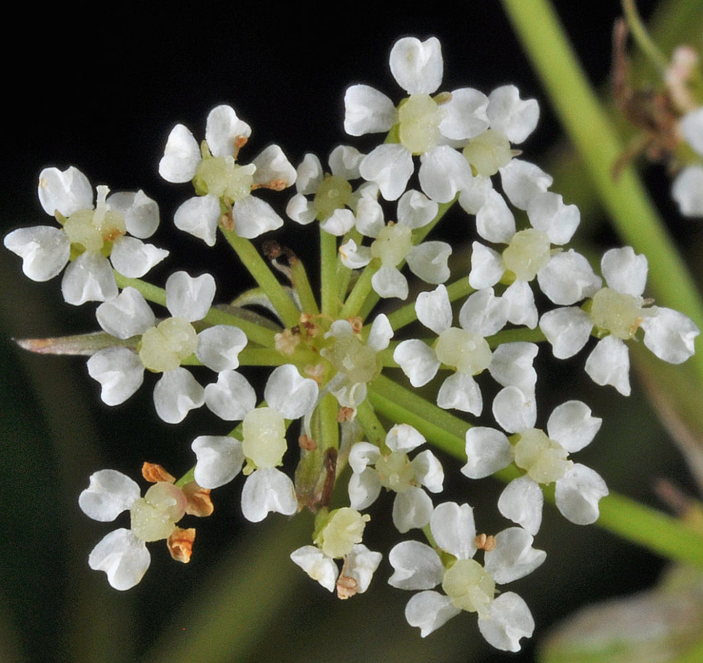 Flora of Eastern Washington Image: Sium suave 8