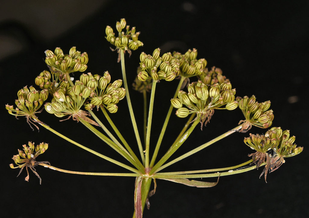 Flora of Eastern Washington Image: Sium suave 14