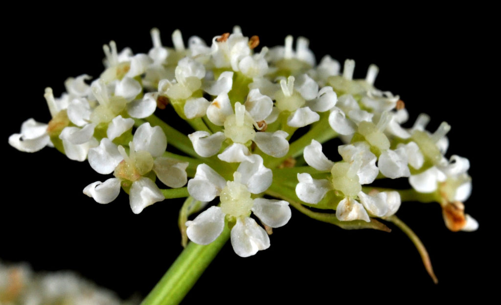 Flora of Eastern Washington Image: Sium suave 7